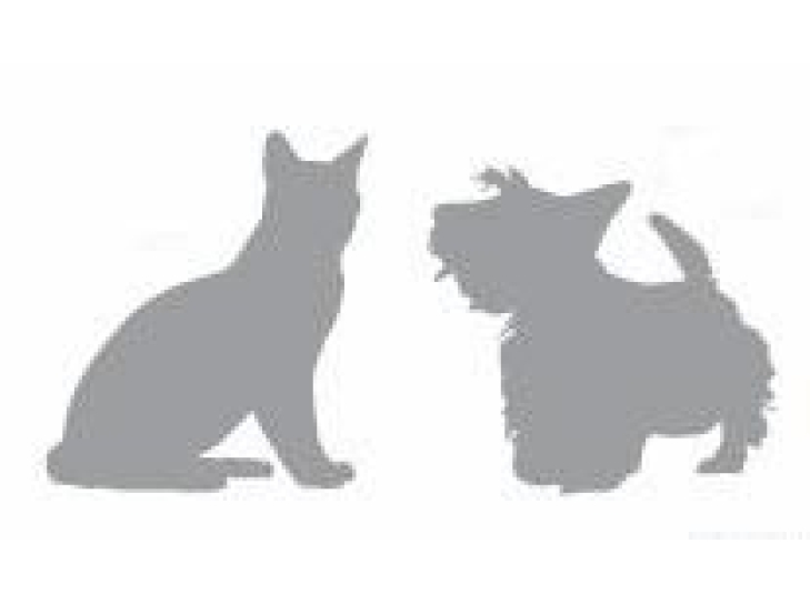 猫、小型犬用内镜