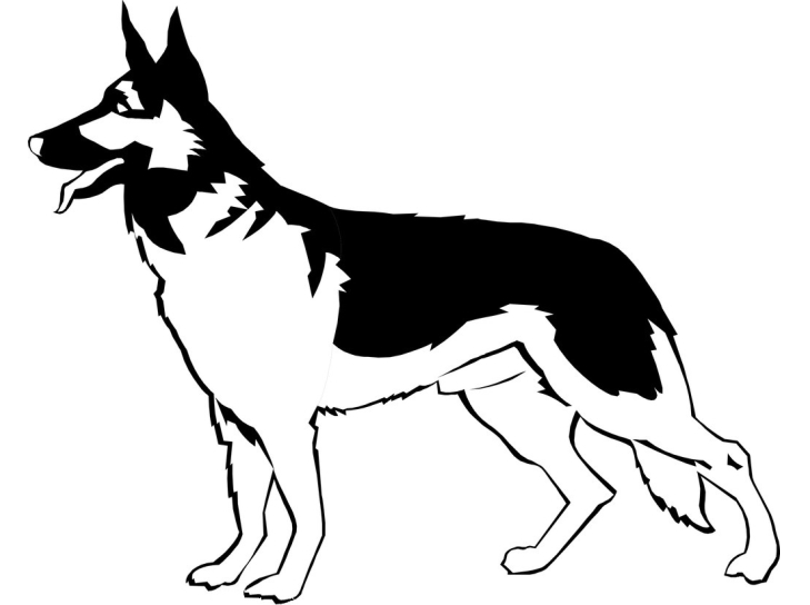 中、大型犬用内镜